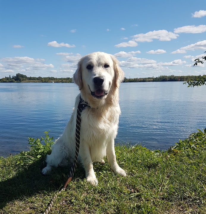 GOLDEN BOYS – Whispering Willow Goldens